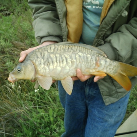 We have a few mirror carp in Portugal
